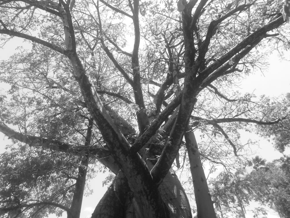 Exposição é resultado de investigações acerca dos baobás do Recife (Foto: Divulgação)