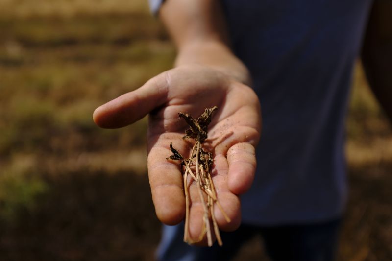 secas-afetam-alimentacao